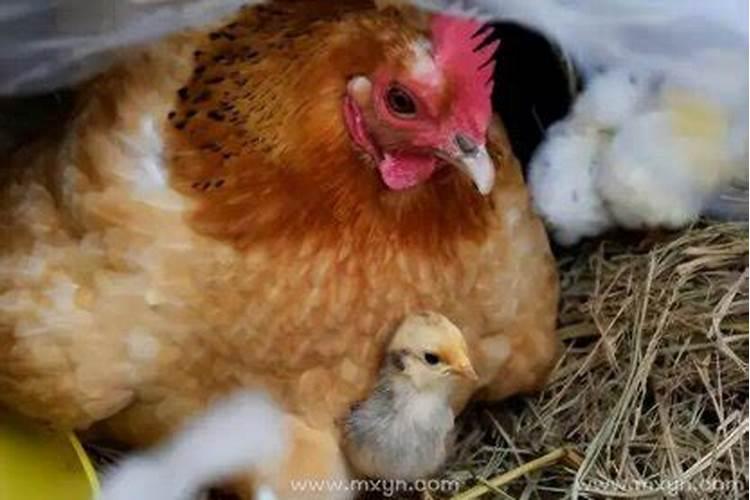 梦见孵化小鸡是什么意思