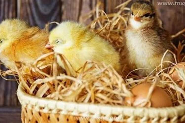 梦见孵化小鸡是什么意思