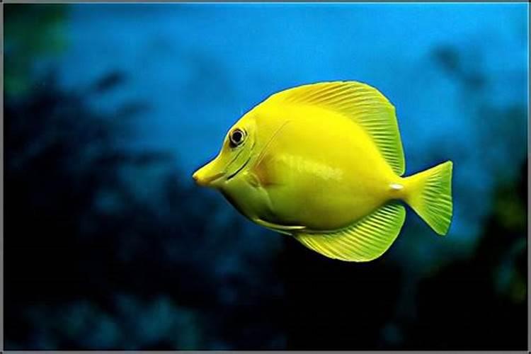 梦见黄色浑水里有鱼
