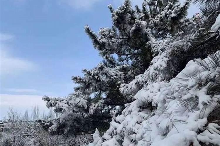 梦见飘雪花是什么预兆