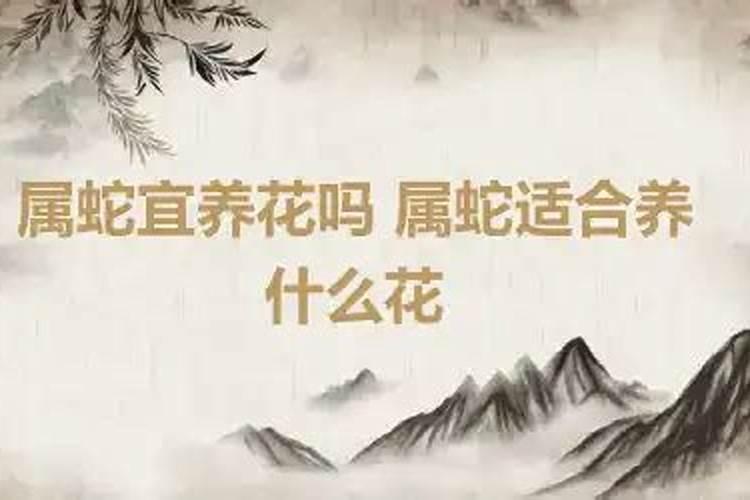 属蛇适合养什么植物在房间