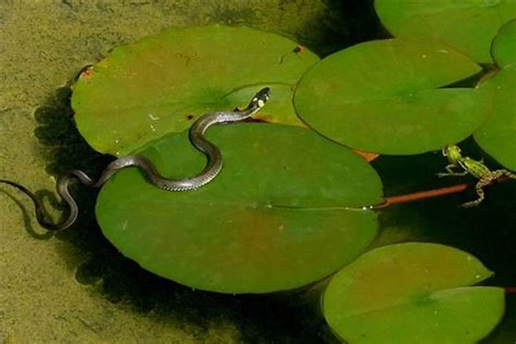 梦见黄蛇在水里有什么预兆解梦女性