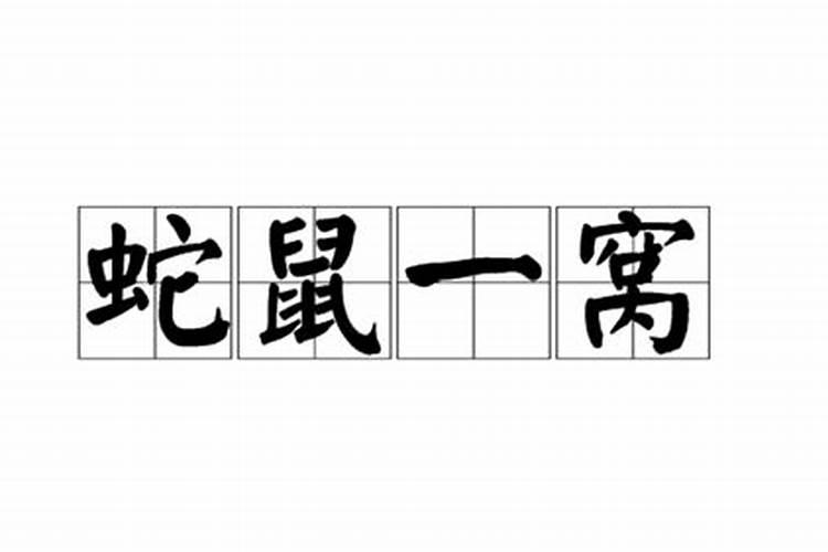 蛇鼠成一窝冤枉人家是坏人是什么生肖