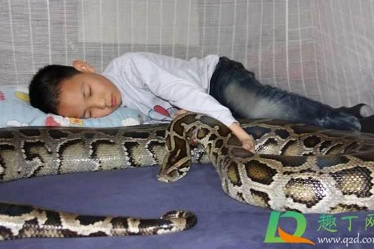 梦到床上有蛇