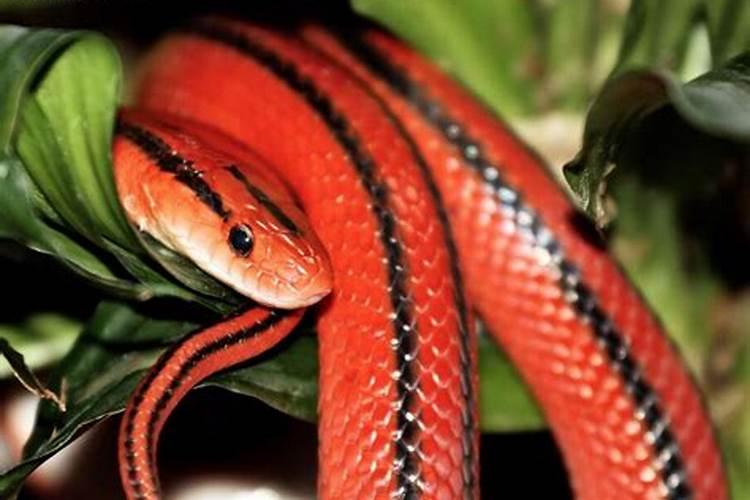 梦见红色蛇是什么预兆女性