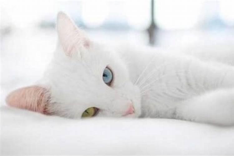 女人梦见白猫是什么意思