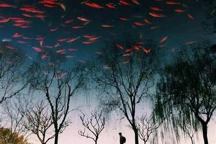 孕期梦见鱼在天上飞什么意思