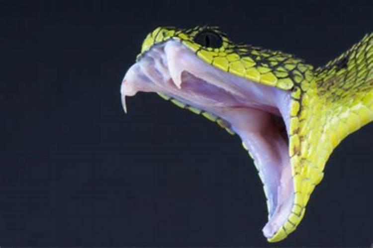 女人梦到蛇吃蛇