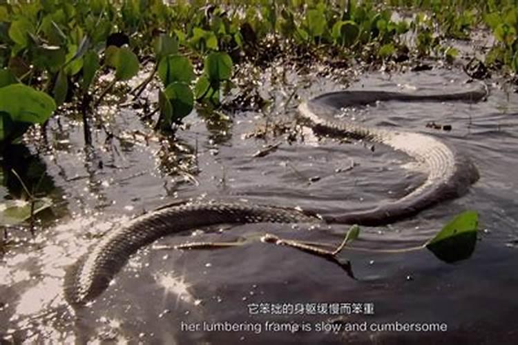 梦见特别大的蟒蛇在水里