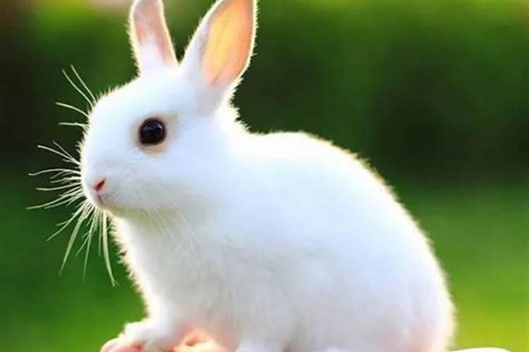 梦见兔子是什么预兆孕妇梦见兔子死了
