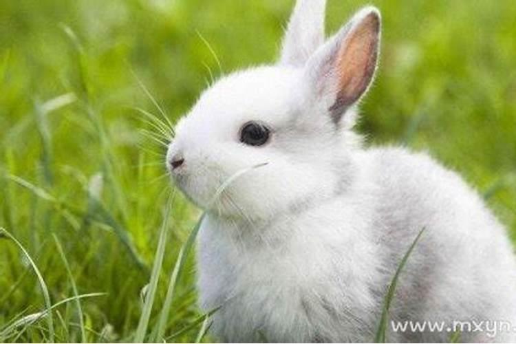 本命年梦见兔子是什么预兆女
