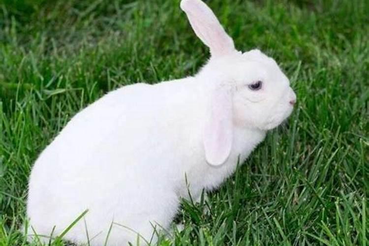 梦见一只大兔子是什么预兆