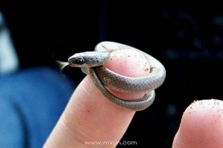 孕妇梦见很多小蛇是怎么回事
