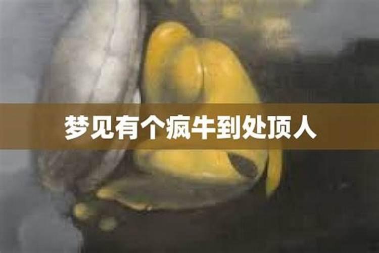 梦见牛顶我是什么意思我打牛