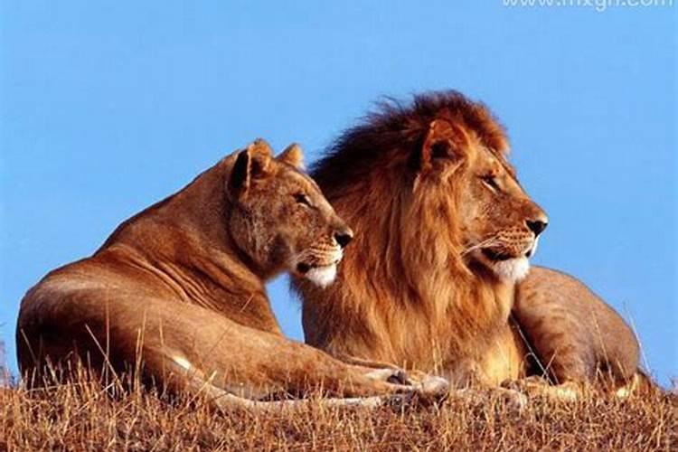 孕妇梦见老虎和狮子是什么预兆