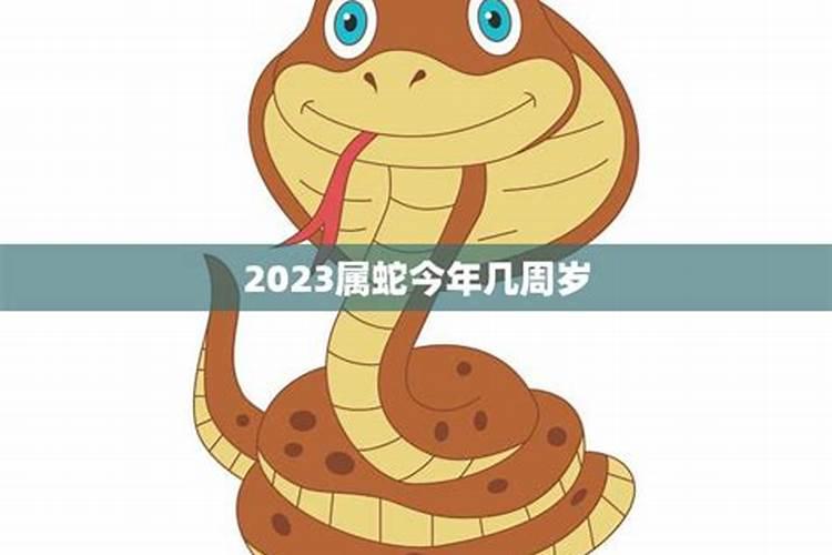 今年属蛇的多少周岁了啊
