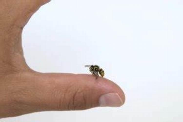 梦见黄蜂蜇我手指了