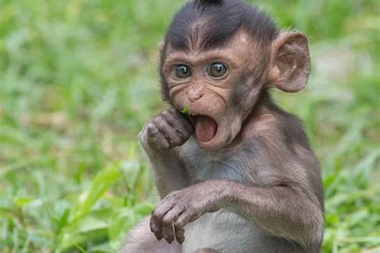 怀孕梦见猴子是男孩吗是女孩吗