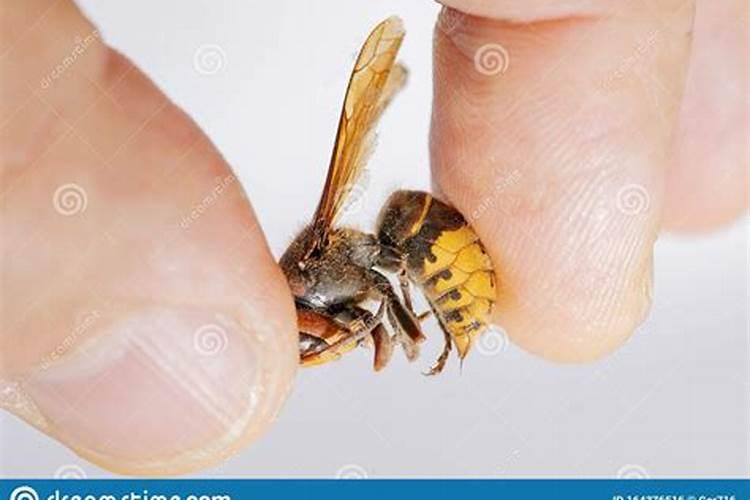 梦见黄蜂咬手