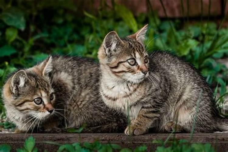 男人梦见生小猫