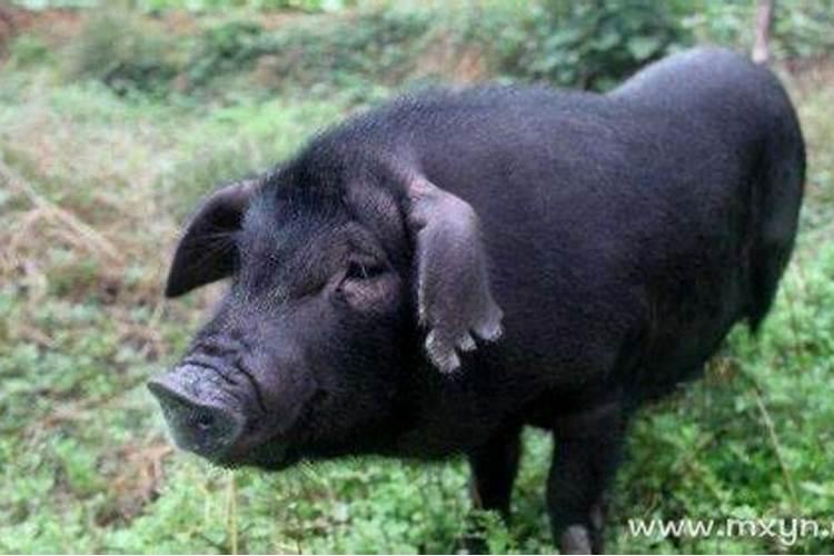 女人梦见小黑猪是什么预兆