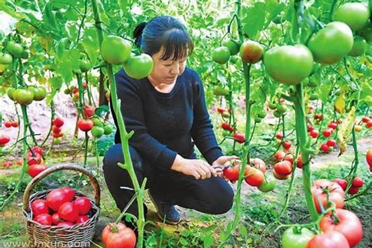 女人梦见种西红柿是什么预兆