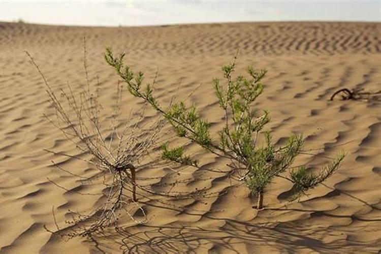 梦见沙漠里种植的树苗是什么