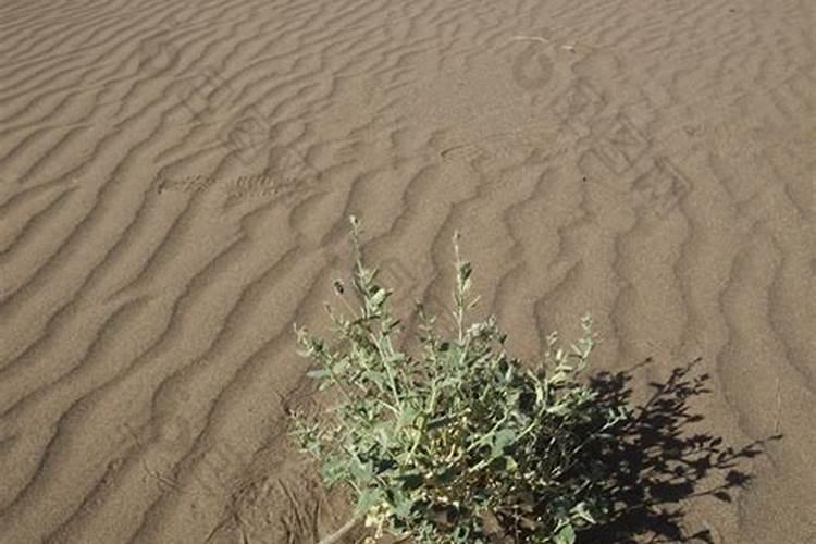 梦见沙漠里种植的树苗是什么
