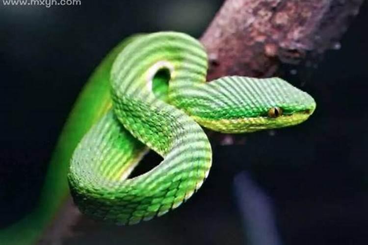 梦到绿色的蛇咬自己屁股是什么意思是什么