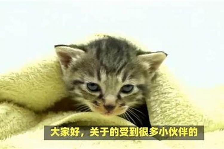 梦见猫仔仔